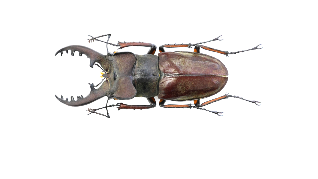 75.8 ㎜ ］山口県の特大個体 | Project WILD MUSEUM クワガタ大図鑑