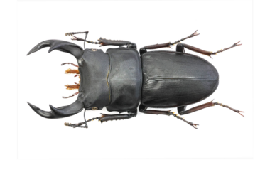 68.4 ㎜ ］25年目のご褒美 | Project WILD MUSEUM クワガタ大図鑑