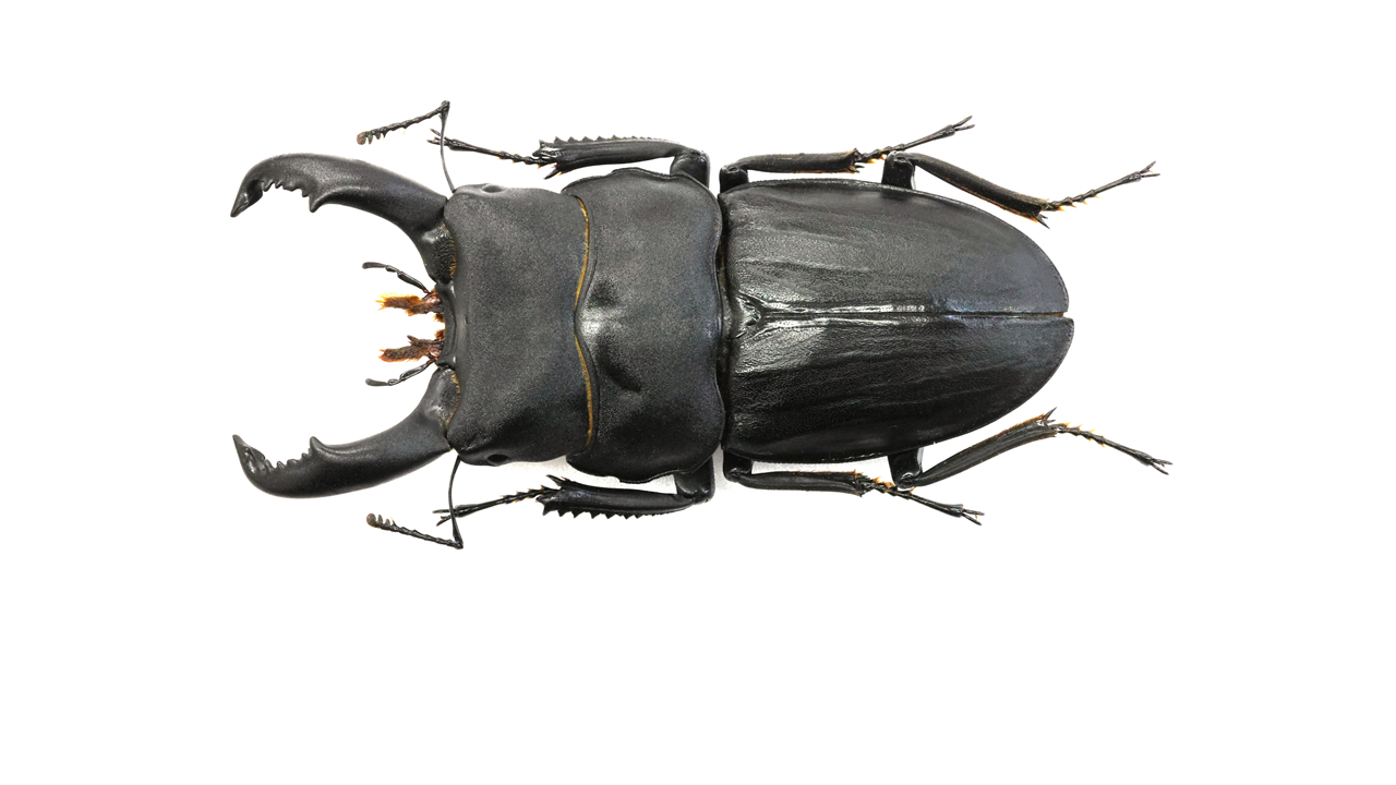 72.5 ㎜ ］巨大なスジブトヒラタクワガタ | Project WILD MUSEUM
