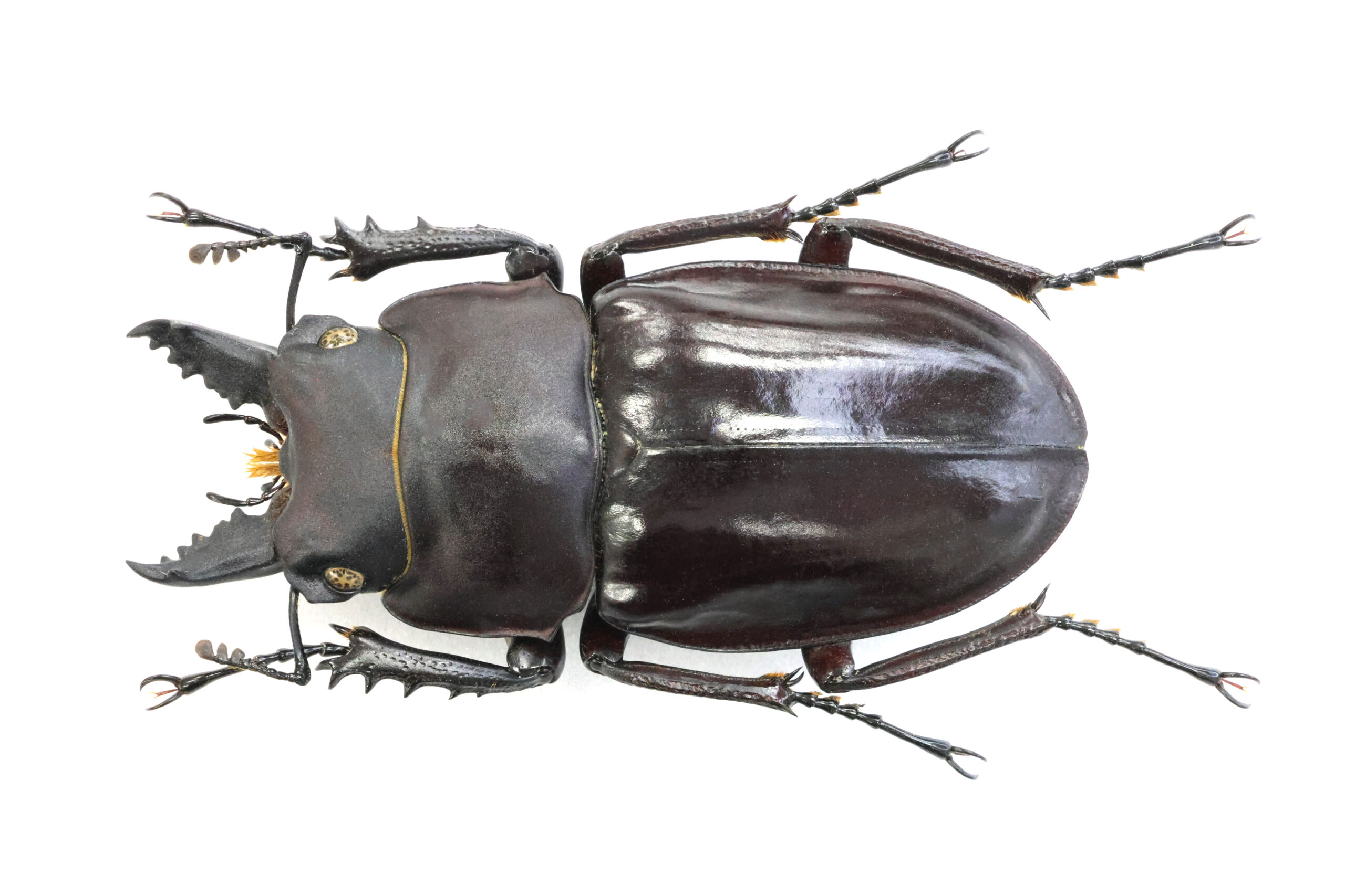 54.0 ㎜ ］野外採集としては良型！ | Project WILD MUSEUM クワガタ大図鑑