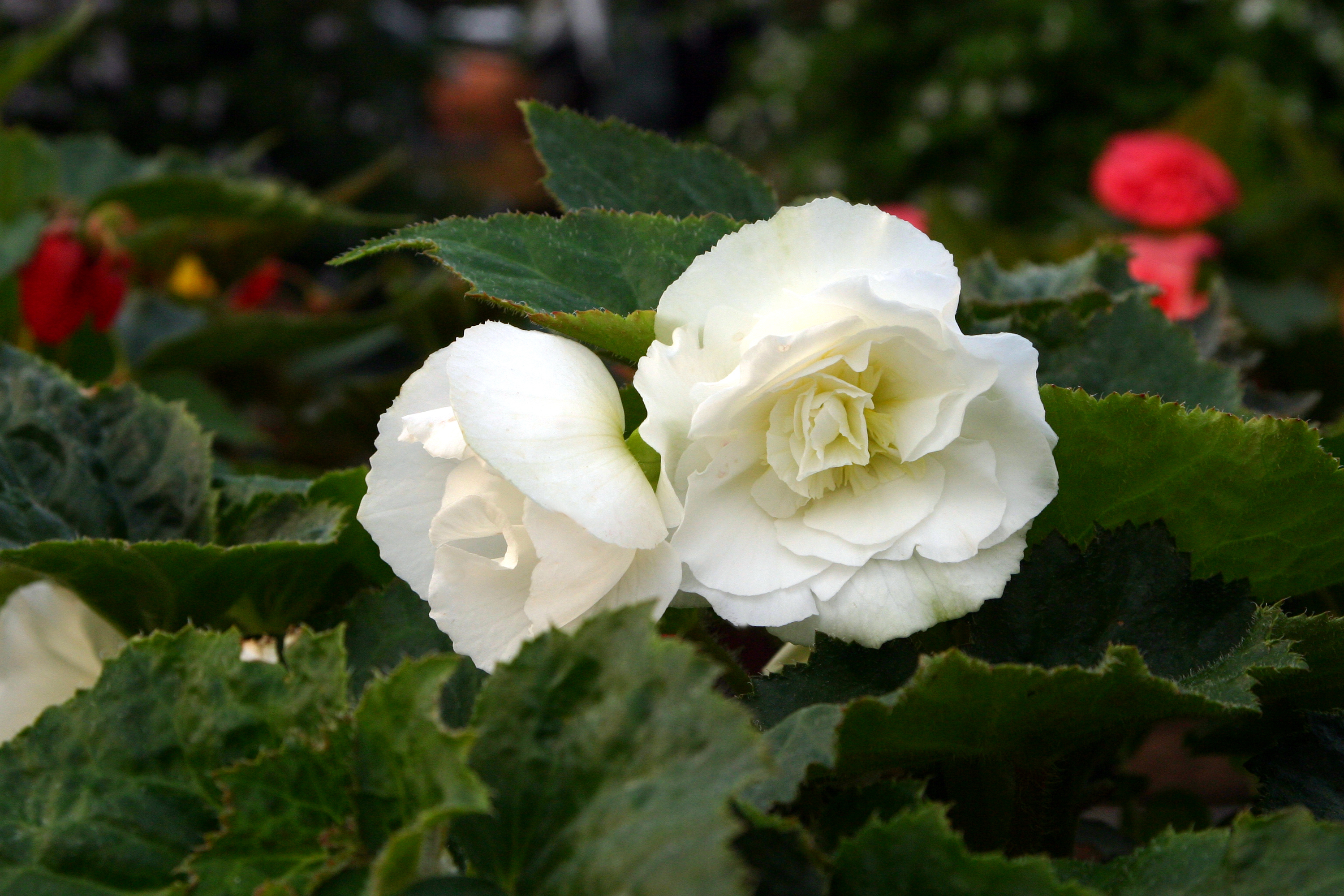 Nonstop® White - Tuberous Begonia - Begonia x tuberhybrida