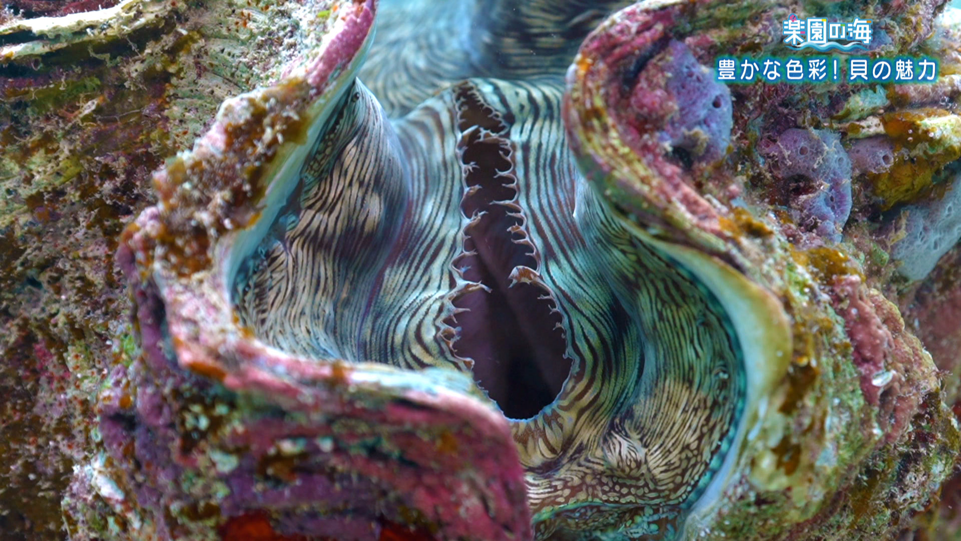 楽園の海「地味なんて言わないで！貝特集！」 – Quebee キュエビー