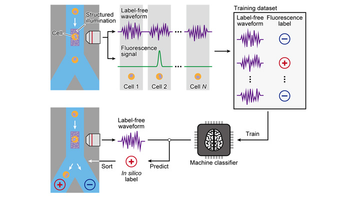 非標識の細胞形態情報をAIで高速に判別し、目的細胞を分取する技術を