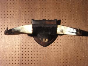 牛の角オーナメント、水牛ツノ壁掛け BCM 0062