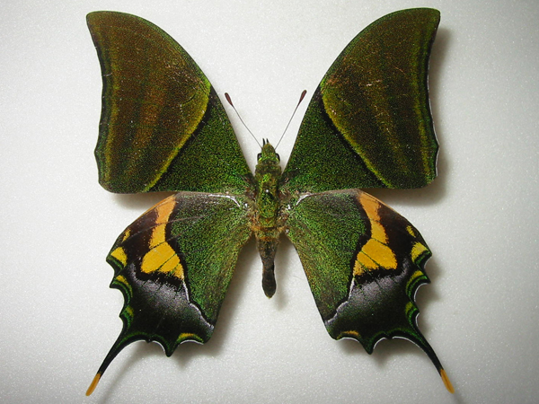 テングアゲハ Teinopalpus imperialis ～ 蝶の標本 麗蝶 ～