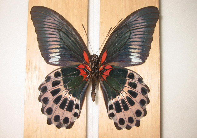 テンジクアゲハ Papilio polymnestor ～ 蝶の標本 麗蝶 ～