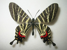 アゲハ蝶 標本 -アゲハ2-