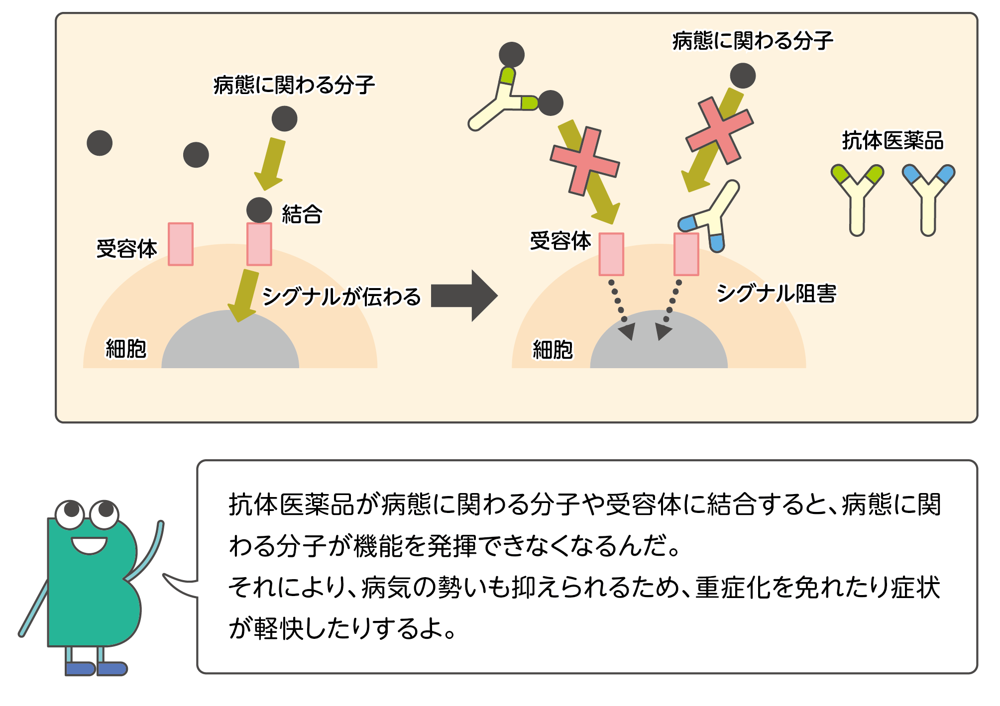 自己免疫疾患 治療薬編 | くすり知恵袋 | くすりの適正使用協議会
