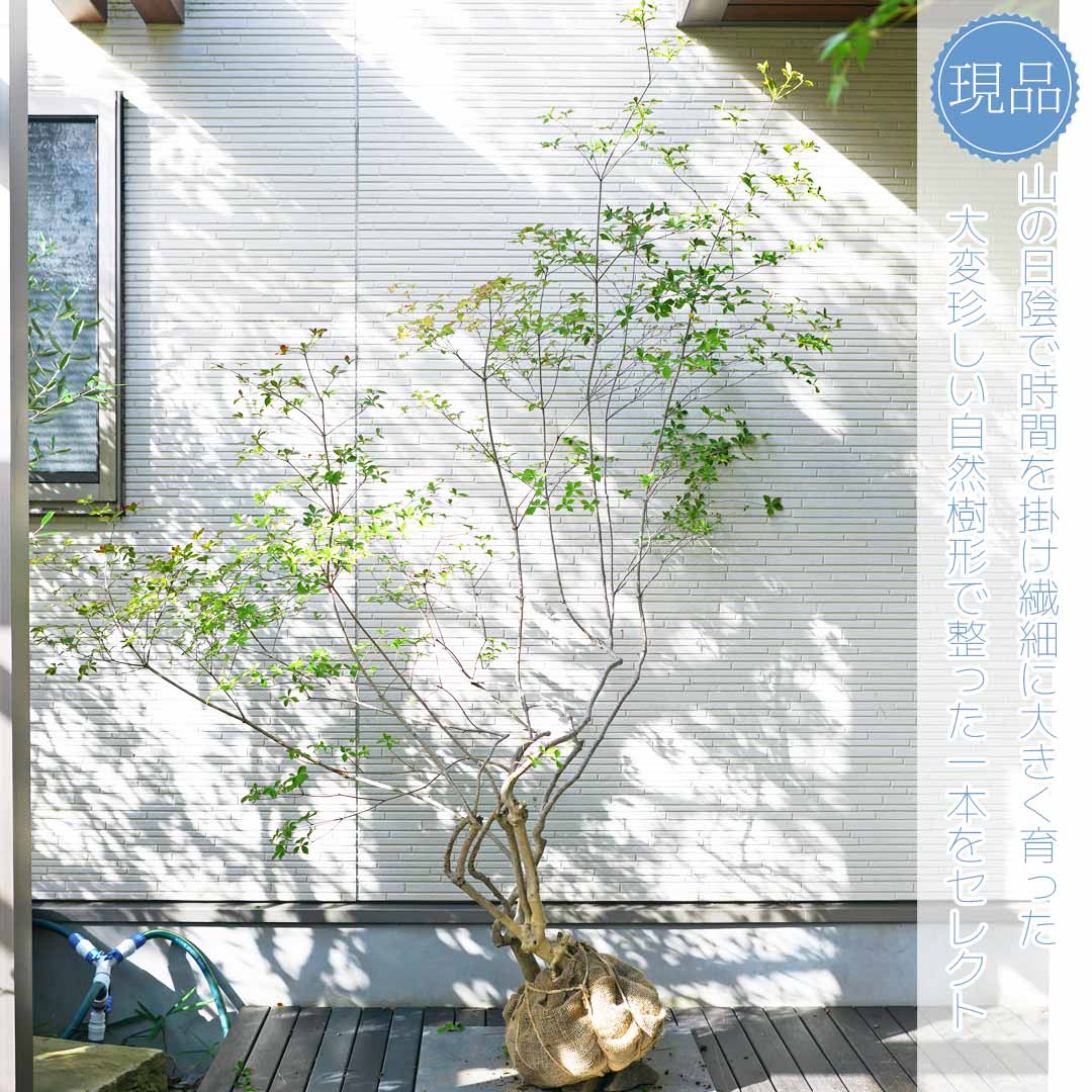 73 山採り ミツバツツジ 73 山採り ミツバツツジ