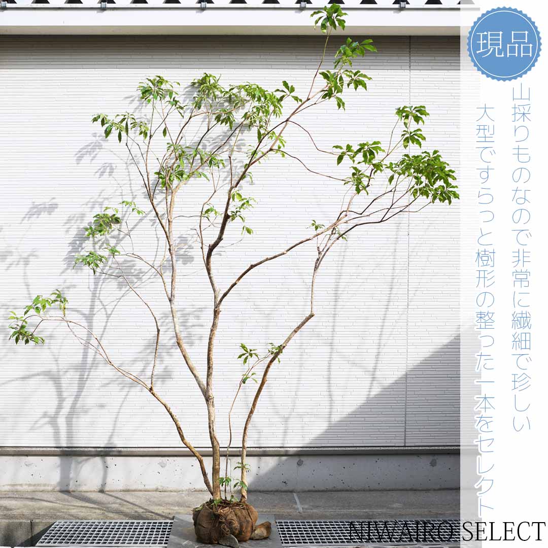 楽天市場】【現品】山採り【大型アセビ】白花 馬酔木 株立ち 自然風樹