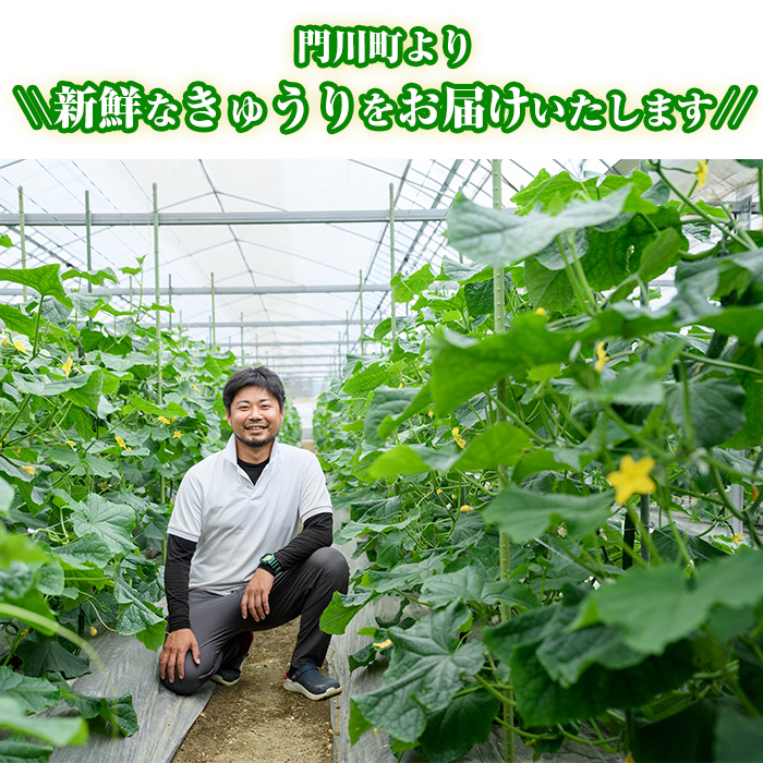 楽天市場】【ふるさと納税】＜内容量が選べる！＞宮崎県産きゅうり(2.5