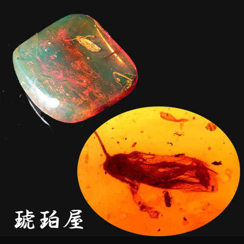 楽天市場】＼3月3日まで臨時休業中／【動画あり】化石 虫入り琥珀原石