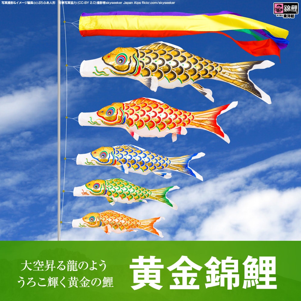 ワタナベ鯉のぼり 黄金錦鯉 | prefer