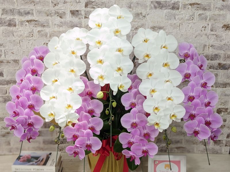 超大型送料5,800円】新商品！【紅白胡蝶蘭 (こうはくこちょうらん) 7