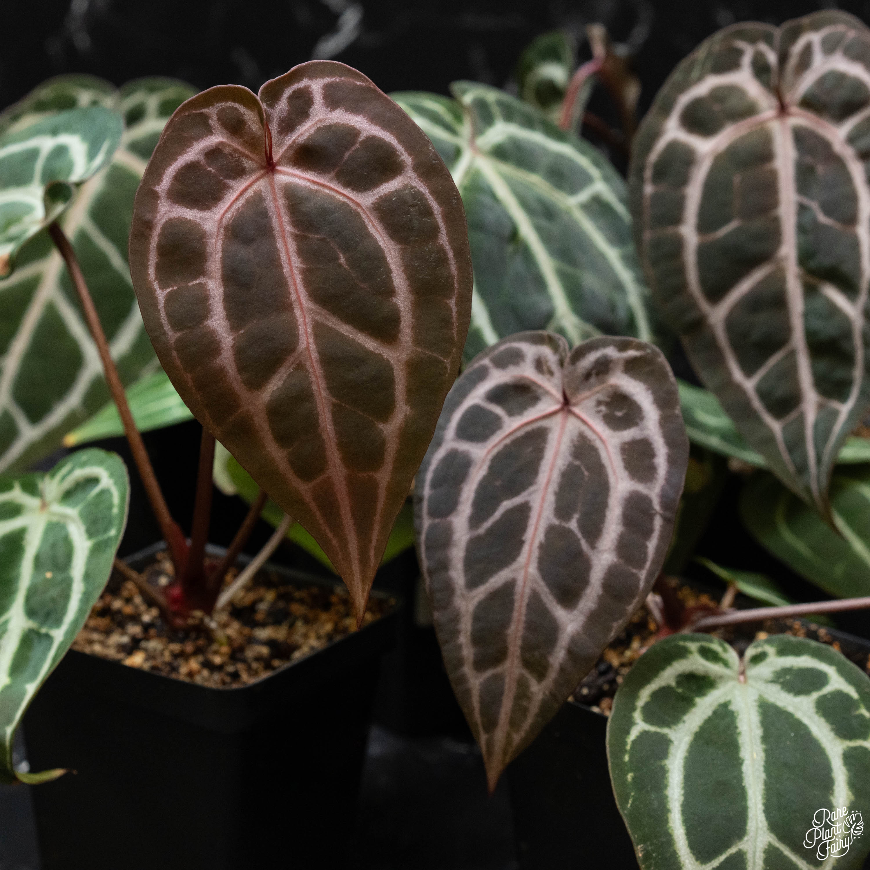 Anthurium Michelle '10' x Minerva '20' by DocBlock® *Grower's