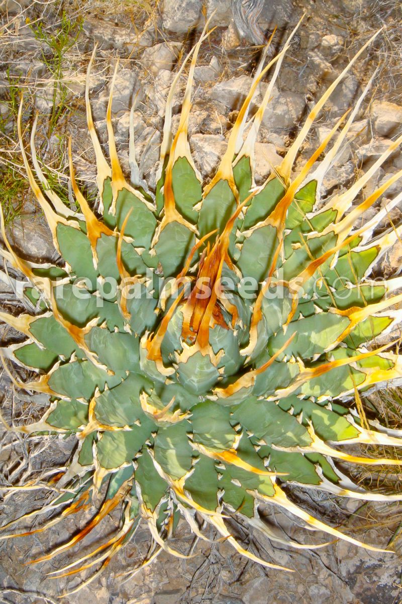 Agave utahensis var. eborispina – Buy seeds at rarepalmseeds.com