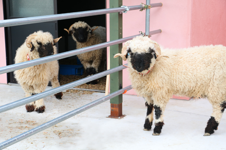 西日本初！2023年1月、世界一かわいい羊がやってくる！ | プレスルーム