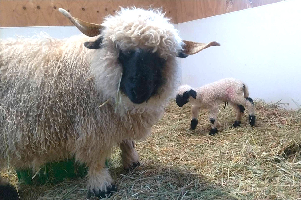 出産ラッシュ‼世界一可愛いと称される羊の赤ちゃん生まれたよ！ スイス