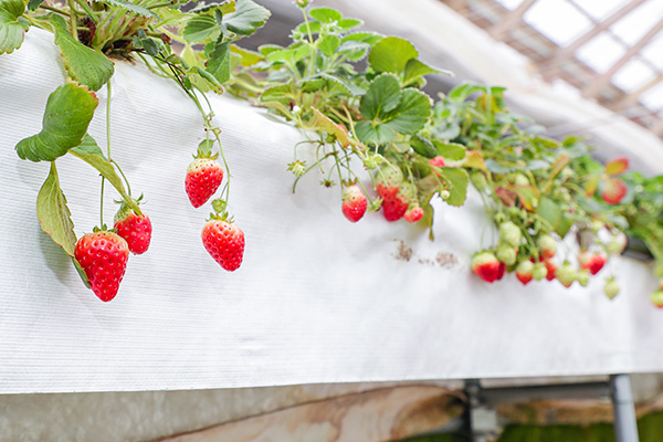 当園の特徴 - 株式会社リアスターファーム｜夏いちごの栽培・業務用