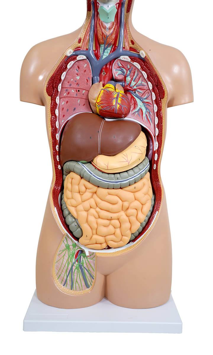 人体解剖模型（トルソー型） KIS－310（3DCGサービス付
