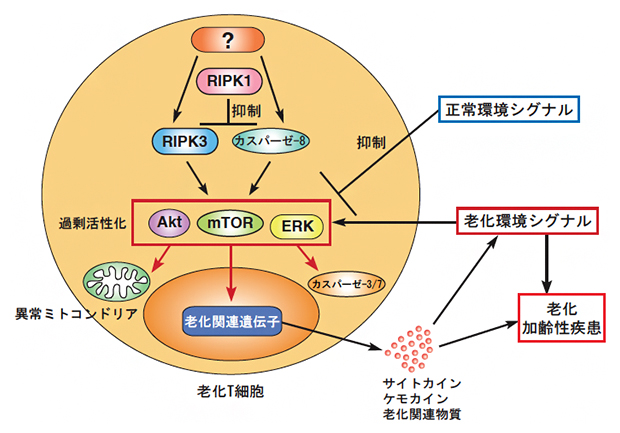 老化T細胞が老化・炎症を引き起こす仕組みを解明 | 理化学研究所