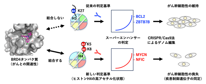 遺伝子発現を活性化するスーパーエンハンサーの再定義 | 理化学研究所