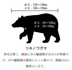 クマに注意してください：関東森林管理局