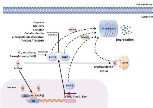 研究シーズ詳細情報（No.370） 酸素センサー・プロリル水酸化酵素（PHD