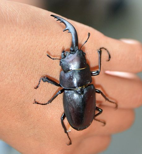 両丹日日新聞：右半分が雄、左半分が雌のクワガタ 福知山の山中で