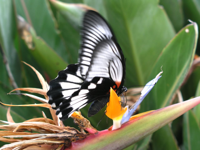 ナガサキアゲハ（メス）