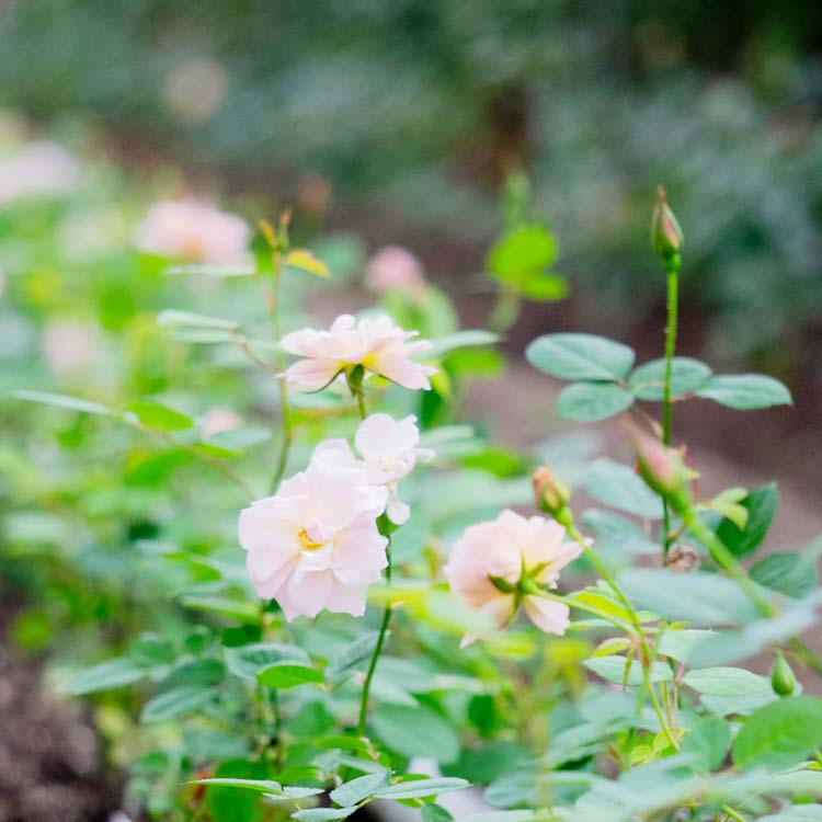 WABARA｜Rose Farm KEIJI – WABARA online store