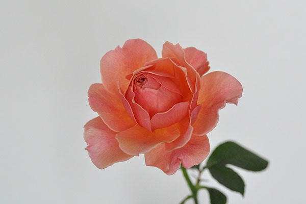 かおりかざり kaolikazali – WABARA online store