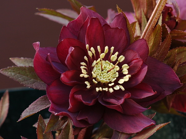 クリスマスローズ 八重 紅 （べに）