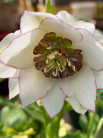 クリスマスローズのダブル（八重） 種通信販売 ＞ 新発売 クリスマス