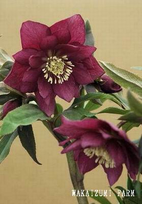 クリスマスローズ ダブル（八重） 種 通信販売 ＞ クリスマスローズ