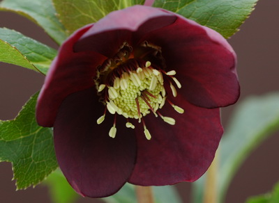 クリスマスローズ シングル 赤シベ 卑弥呼 種