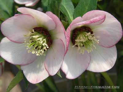 クリスマスローズ シングル（一重） 種 通信販売 ＞ クリスマスローズ