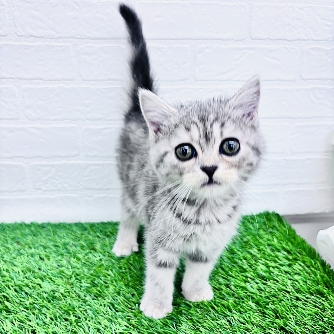 スコティッシュフォールド(ブルータビー)の子猫を価格や特徴で探す