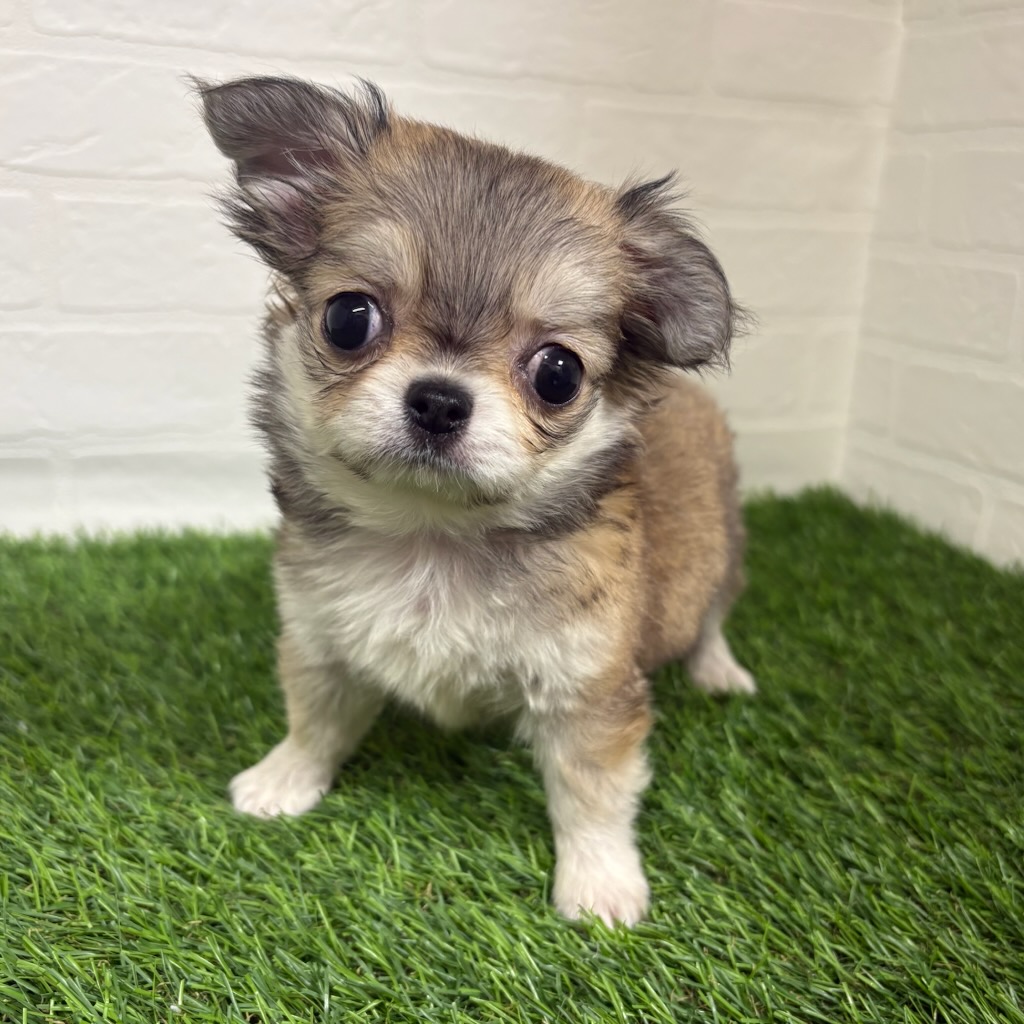 チワワ(レッドホワイト)の子犬を価格や特徴で探す|ペットショップ探す