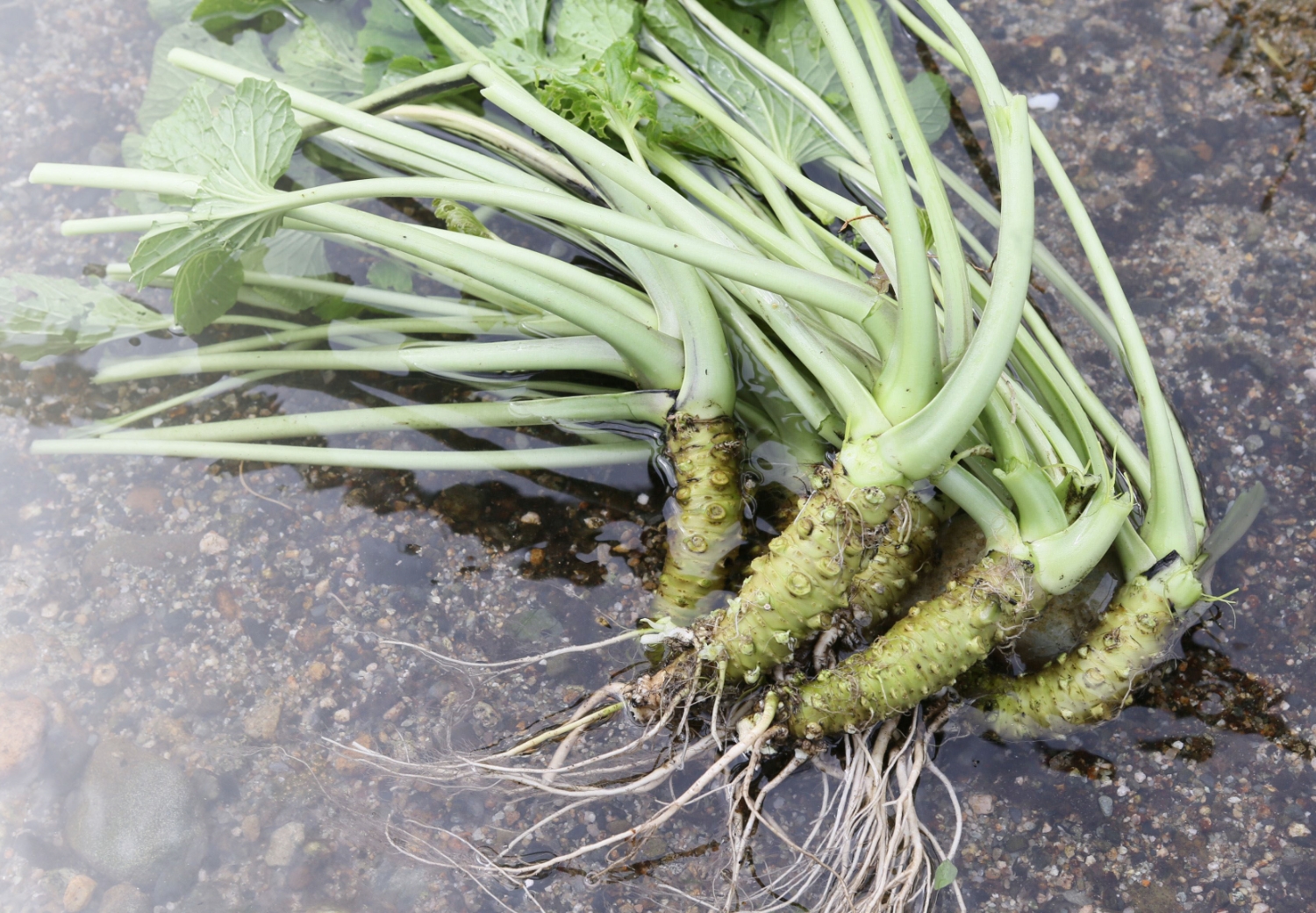 公式】わさラボ | 知ってるようで知らないわさびのフシギ