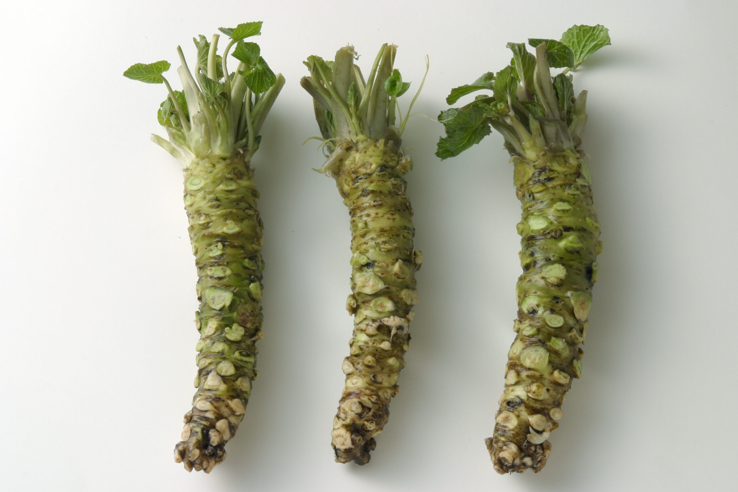 第七回 わさびの辛さの秘密 | わさびの基礎知識 | 【公式】わさラボ