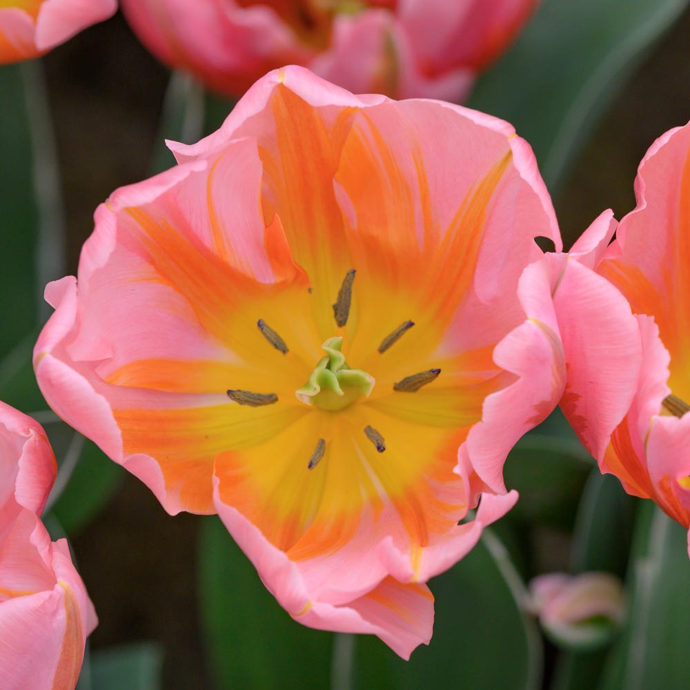 Tulip 'Pretty Princess' | White Flower Farm