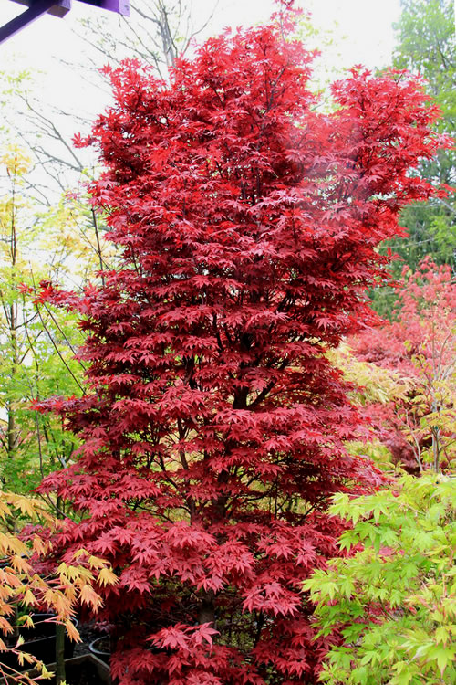 Japanese-Maple-Twombleys-Red-