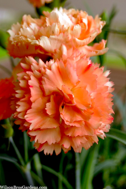 Buy Super Trouper Orange Dianthus | FREE SHIPPING | Wilson Bros