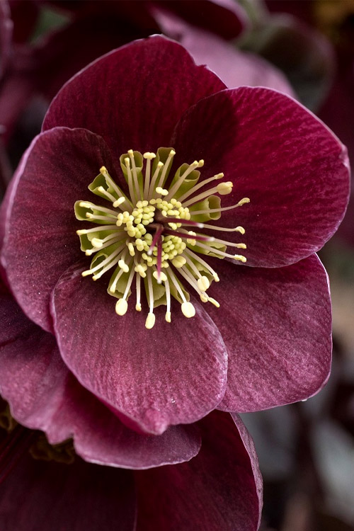 helleborus-barolo-lenten-rose-