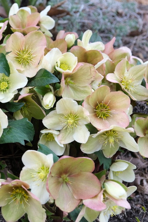 helleborus-champion-lenten-