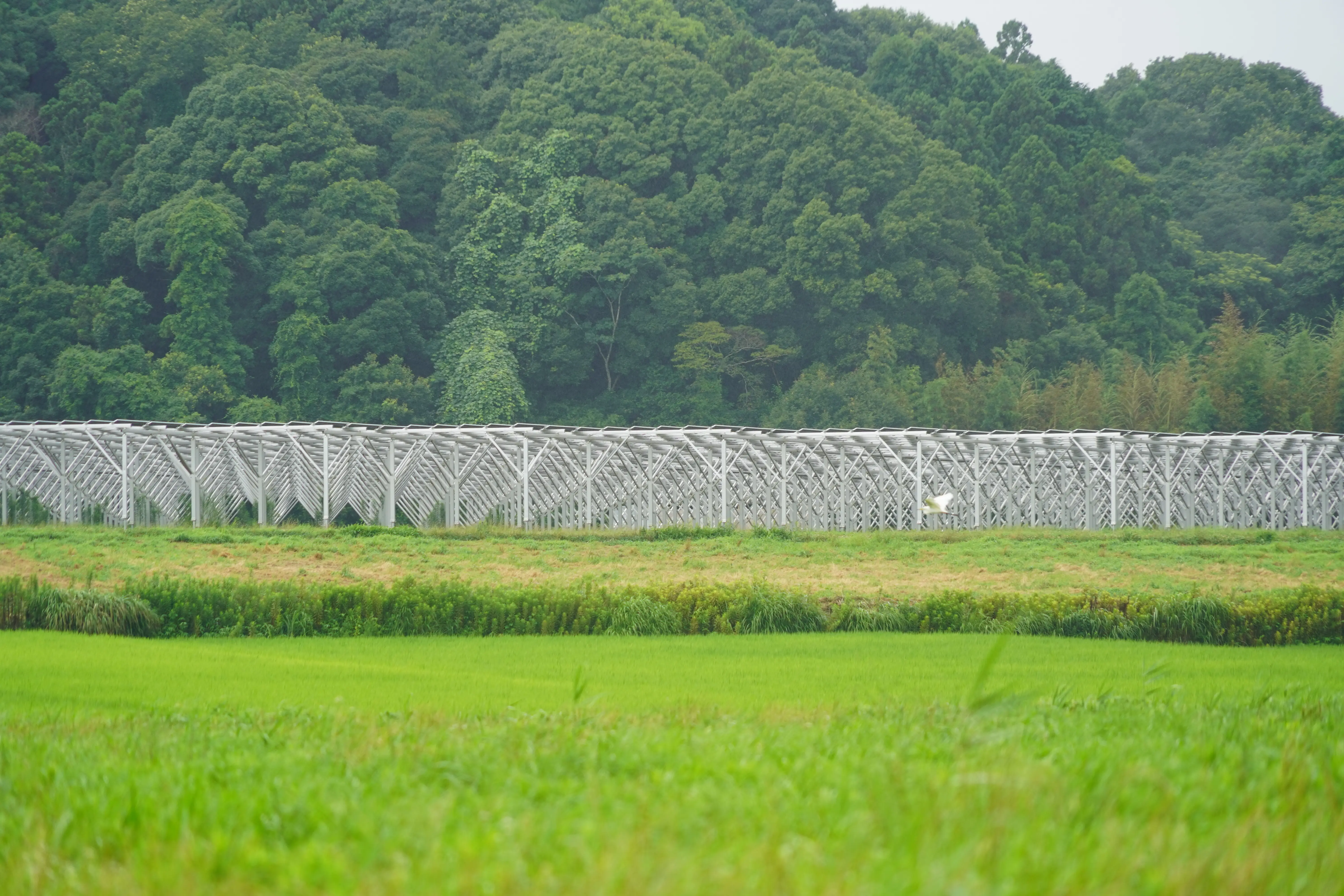 ある夏の雨の日に ソーラーシェアリング ｜WWFジャパン