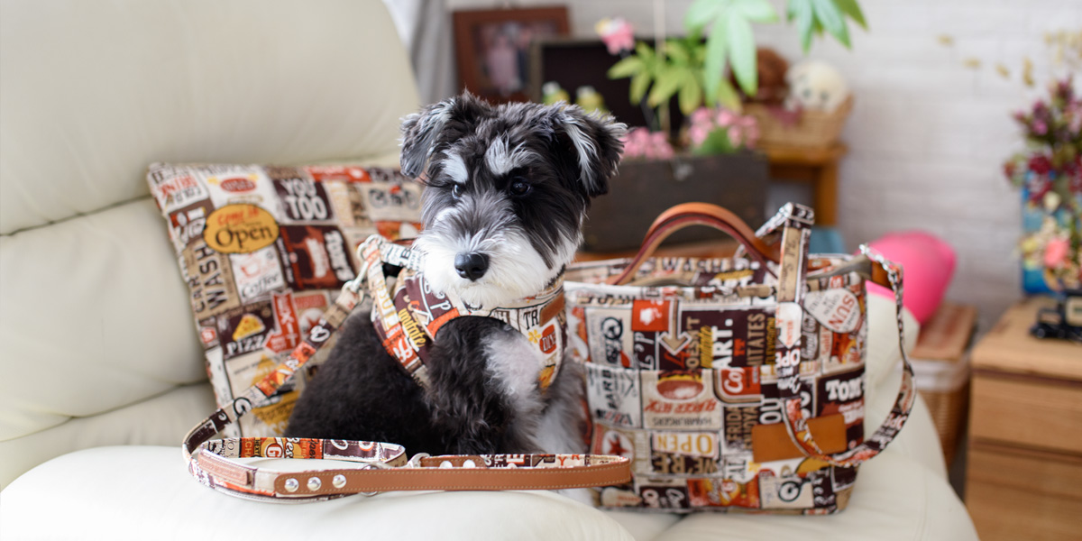 LEAD（リード）／ヴィンテージ：Toto & Pal（トトアンドパル）公式通販