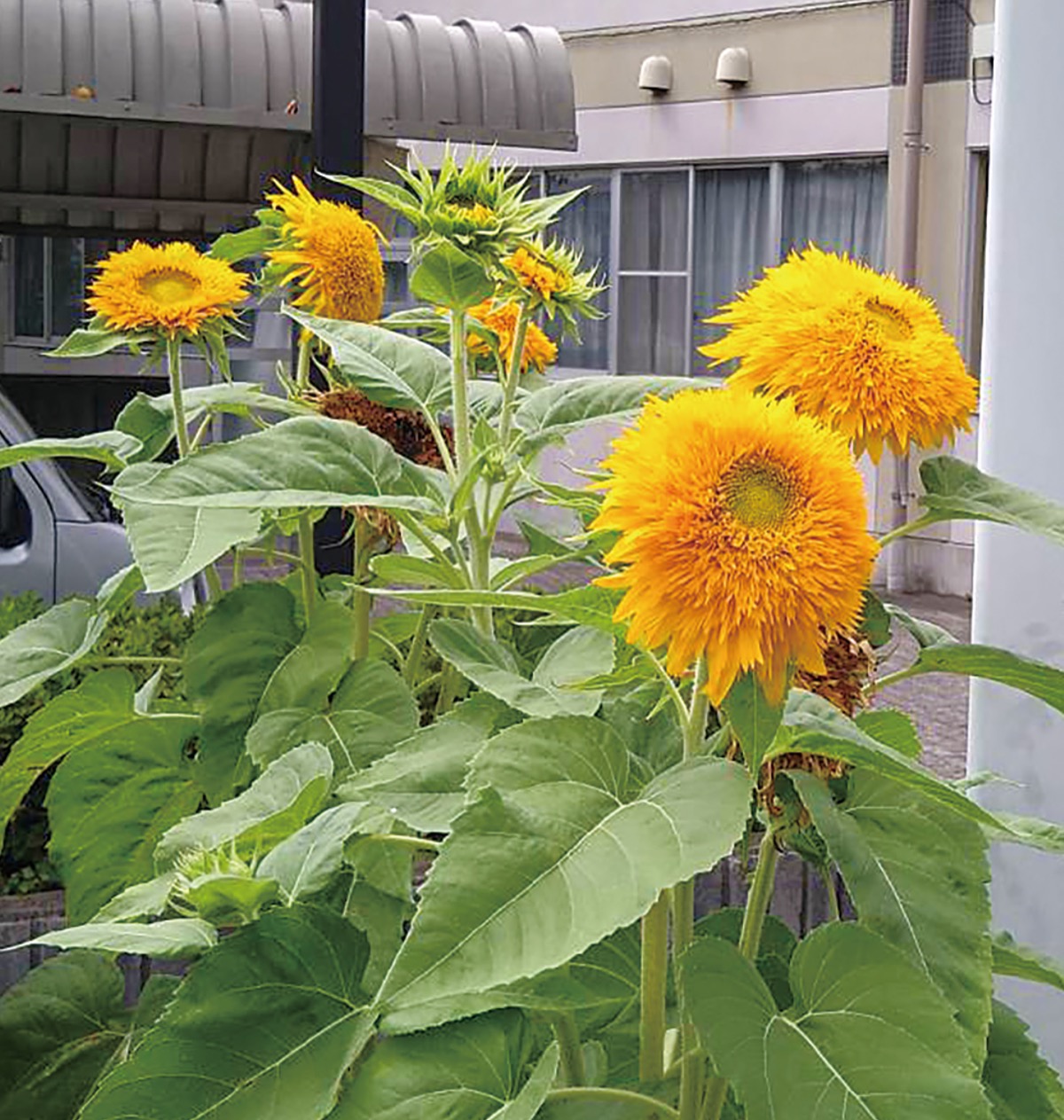 ひまわりで｢元気｣広がれ 南毛利公民館で種子配布 | 厚木・愛川・清川