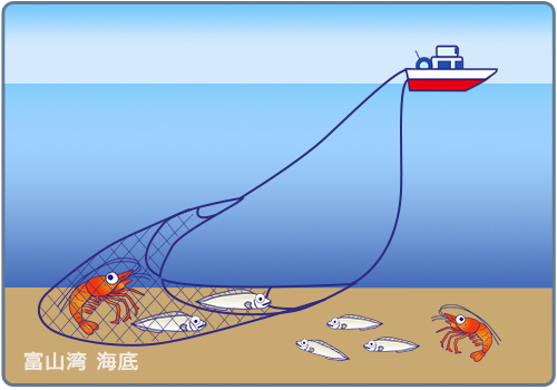 富山湾の漁法 – JF富山漁連 富山県漁業協同組合連合会